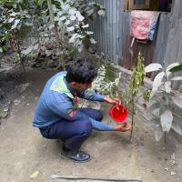 Tree Plantation 