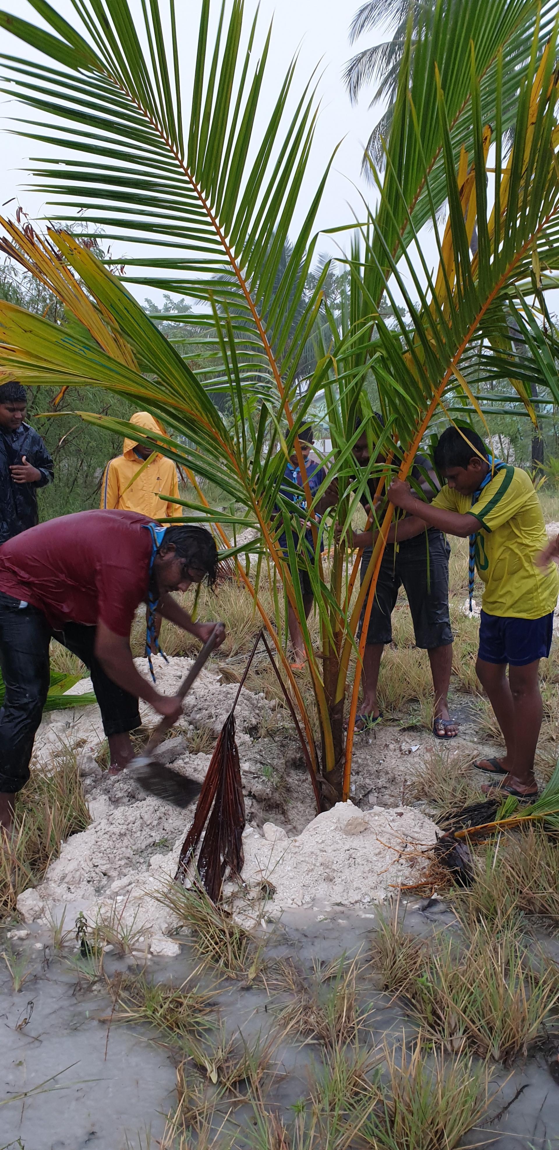 Planting ( Palm tree ) World Scouting