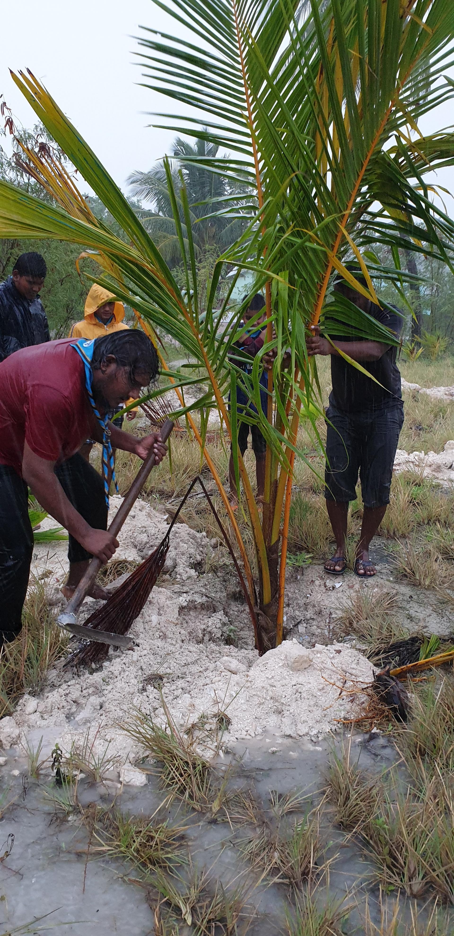 Planting ( Palm tree ) World Scouting