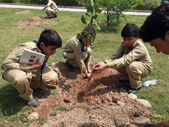 TREE PLANTATION