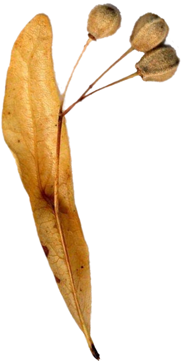 Ihlamur (Linden) Brownie and Cub pack