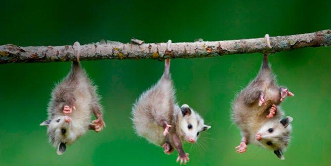 Marsupializate