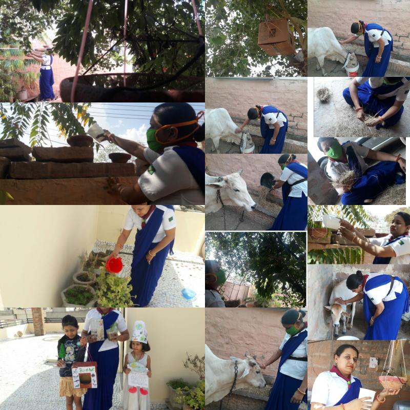 "पशु पक्षिओं सेवा – चुग्गा परिन्डा" Rajasthan State BS&G-DHQ-Jodhpur 