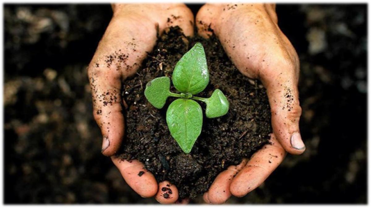 Activity for planting trees for each tree