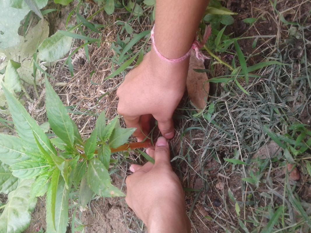 Tree plantation