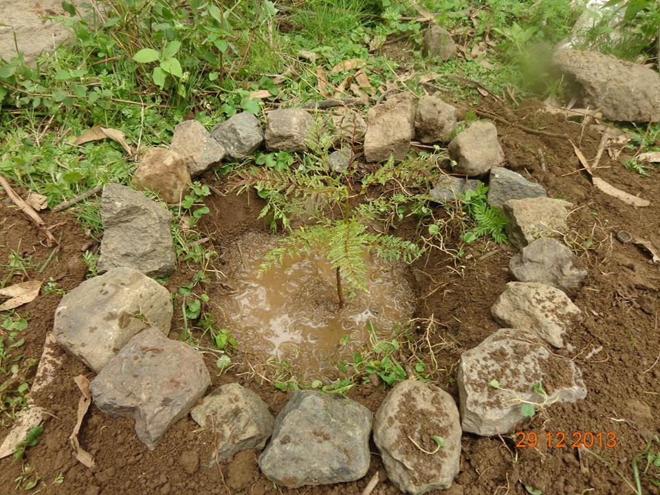 Reforestación Potreros