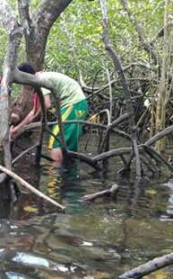 Planting mangrove tree