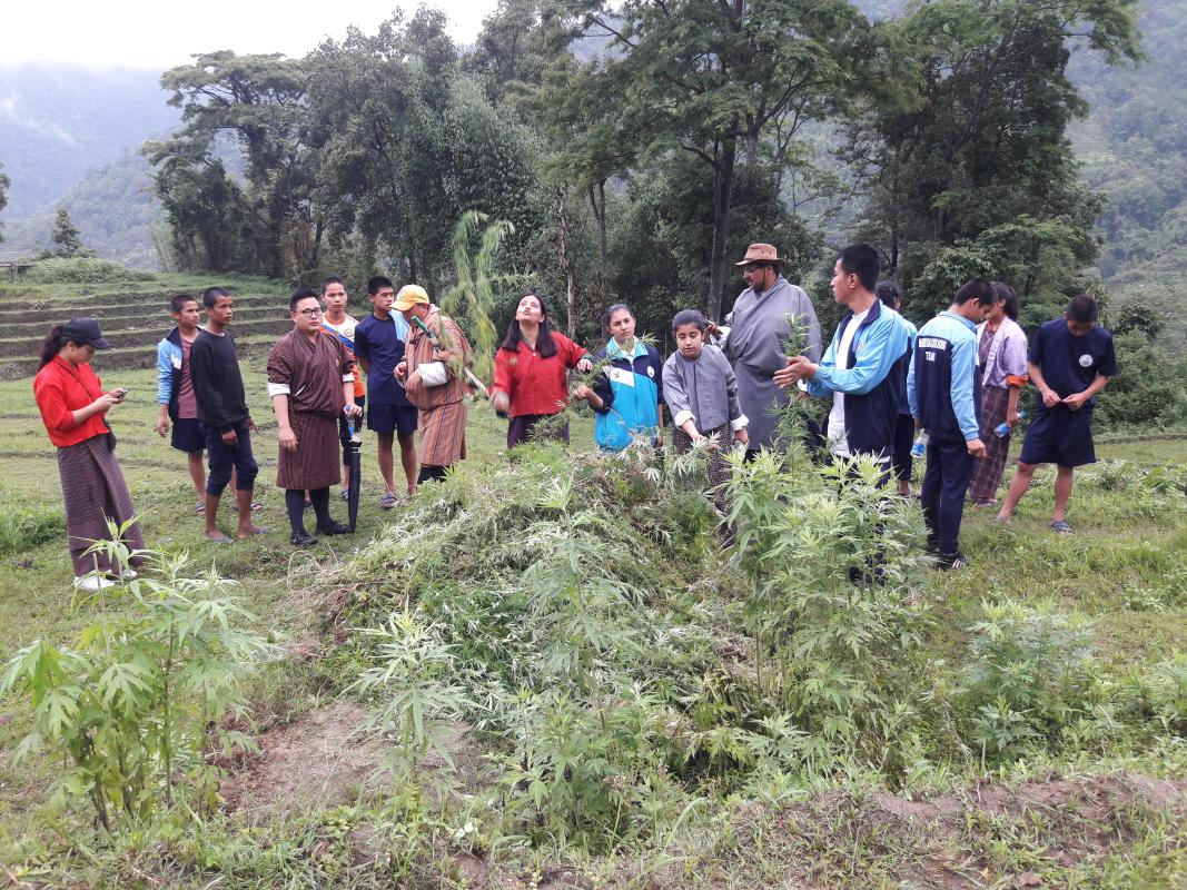 we had organized murjina uprooting campaign for Mendrelgang communities by MCS students and by students. Theme for that is " Say no to Drugs". No murjina plants in Mendrelgang community.
