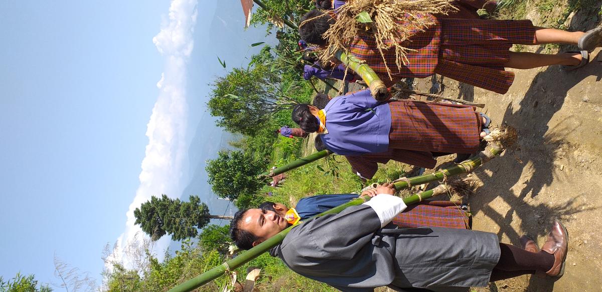 Bamboo plantation