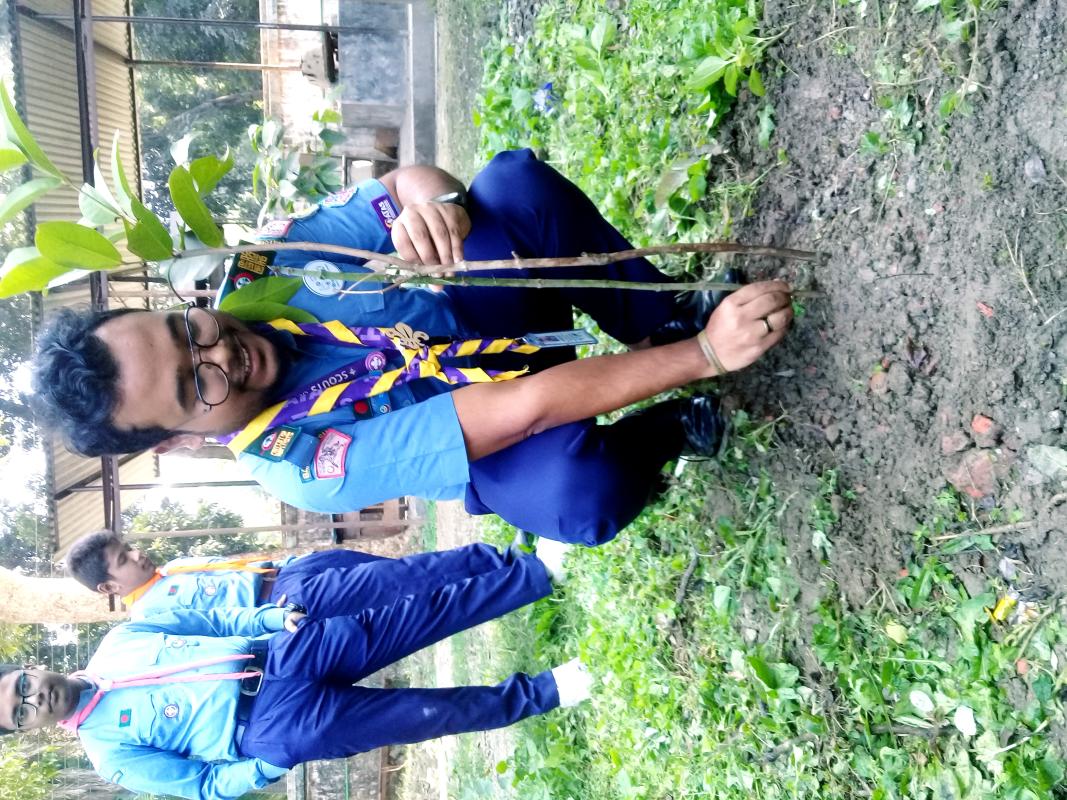 Tree Plantation