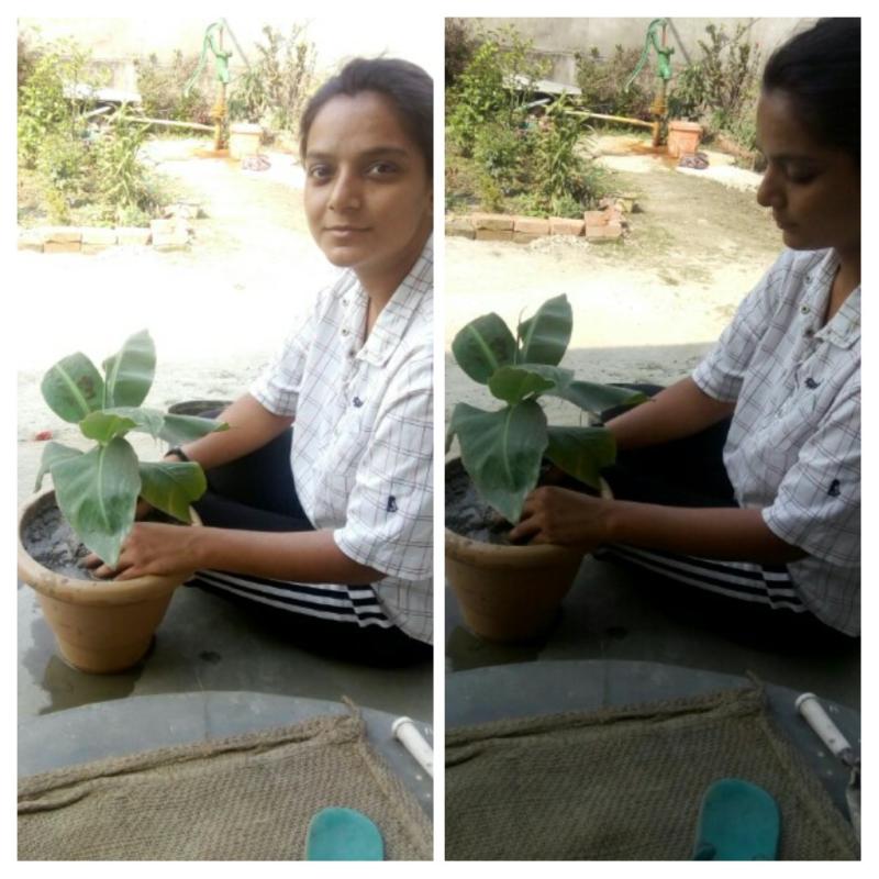 plantating tree