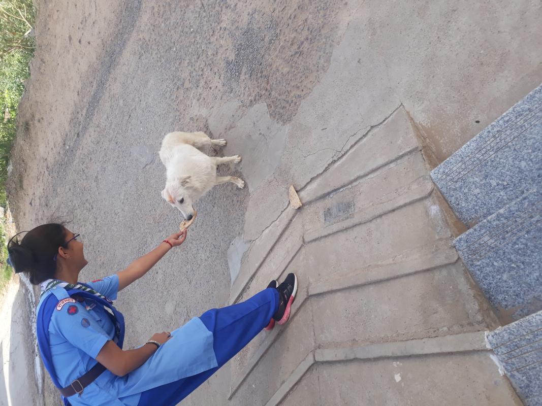 FOOD  FOR  HUNGRY  ANIMALS