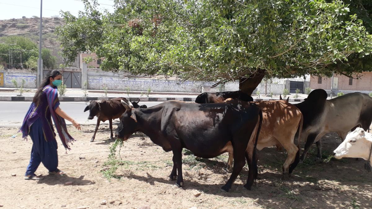 पशु पक्षिओं सेवा – चुग्गा परिन्डा