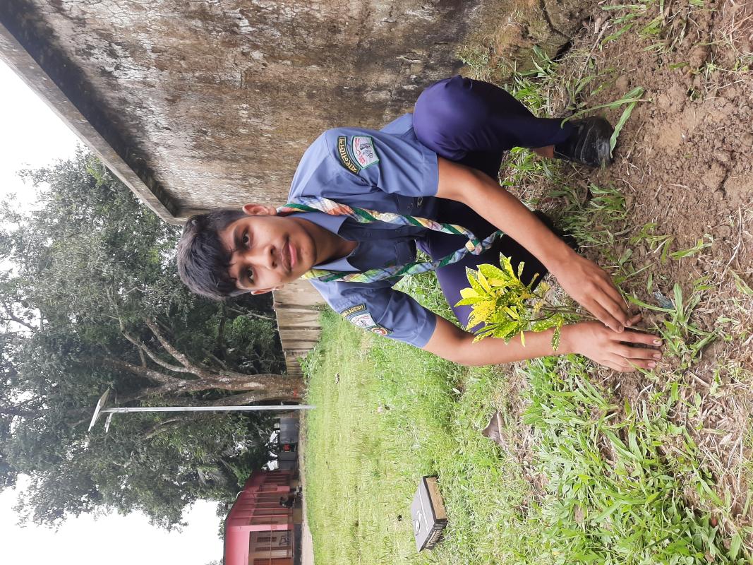 Tree plantation programme 