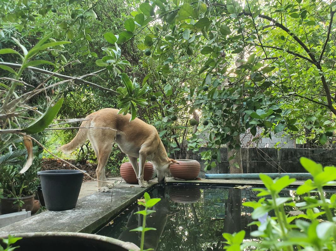 จิตอาสาให้อาหารสุนัขจรจัด