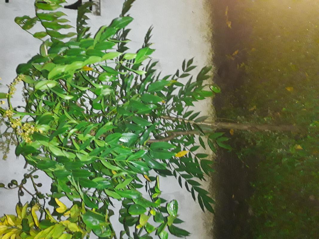 Tree plant