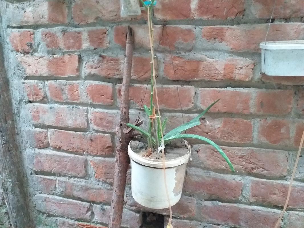 প্লাস্টিকের বিকল্প ব্যবহার 