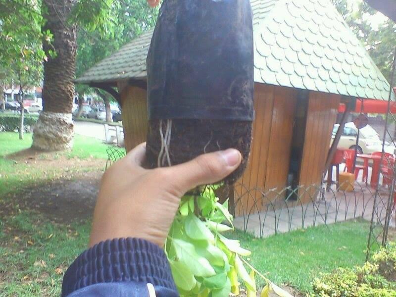 Cuidemos el Medio Ambiente