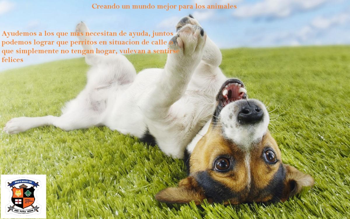 Creando un mundo mejor para los animales