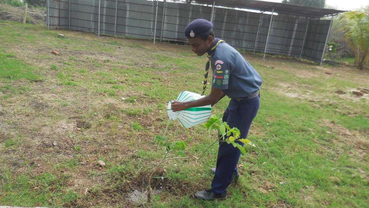 Tree planting