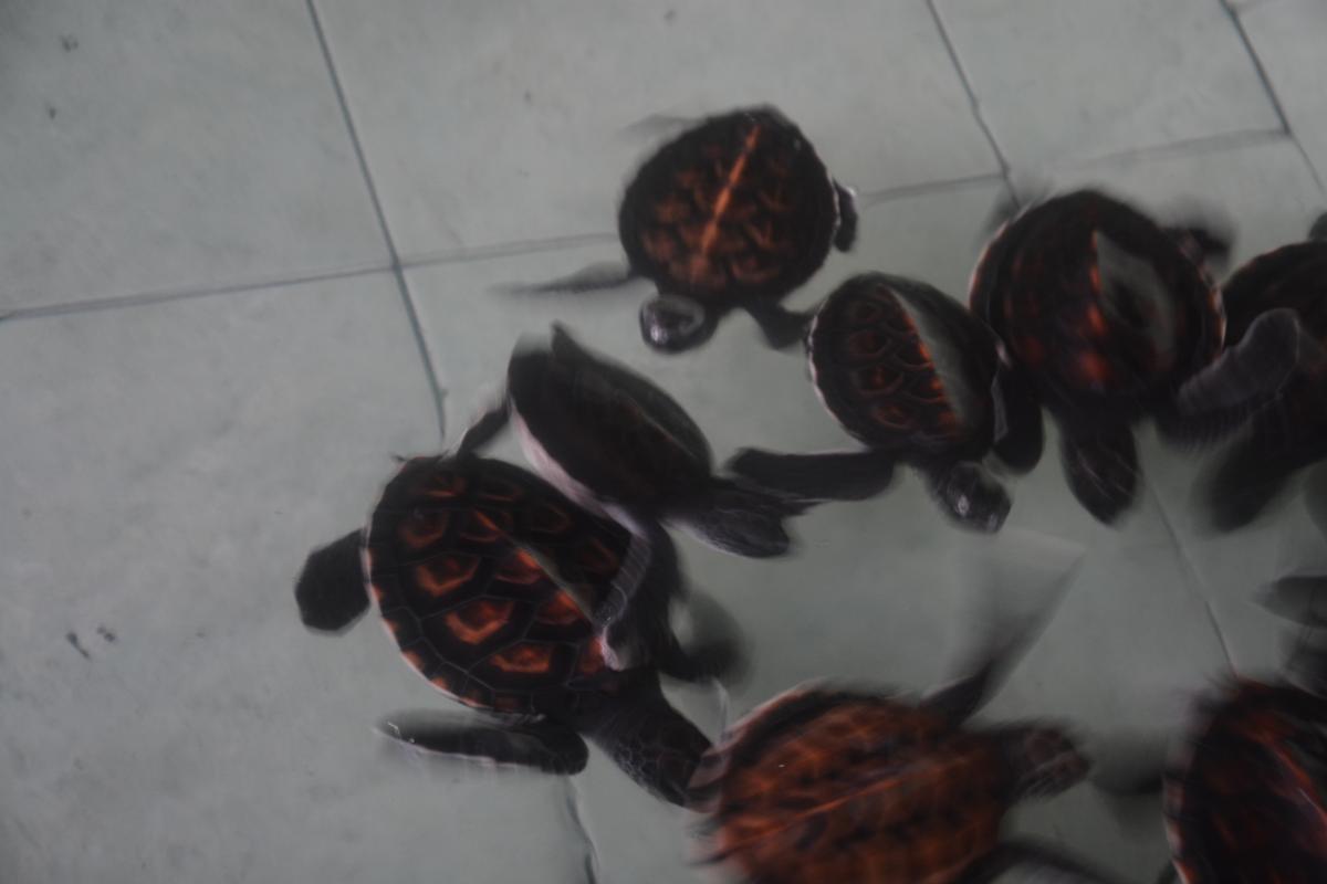 Lombok: Turtle Conservation. (Find And Rescue Turtle eggs)