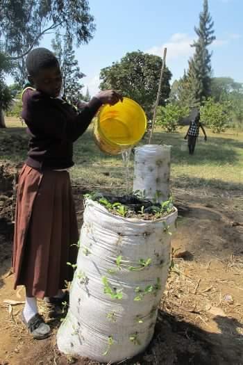 S2S - Project (Scout to scout) SAT - Sustainable agriculture Tanzania