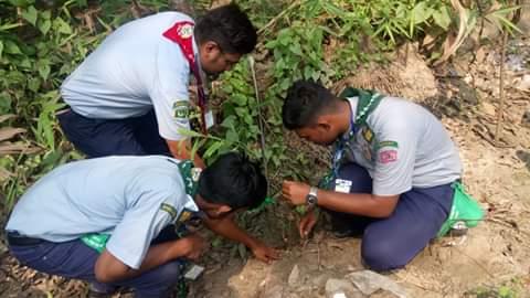 Sebabratee tree plantation project