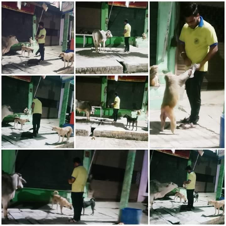 Feed Stray Animals