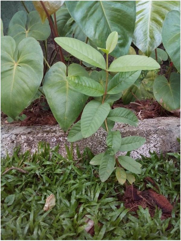 Tree Planting