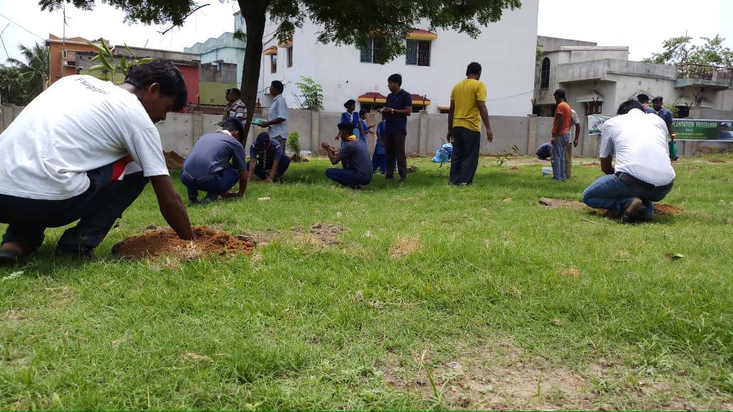 Tree plantation