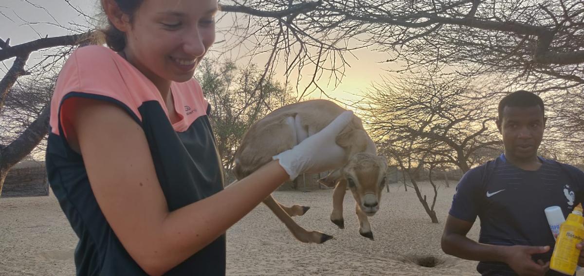 Projet de réhabilitation enclos gazelle dorcas Réserve Spéciale de Faune de Gueumbeul
