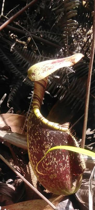 one day over night camp