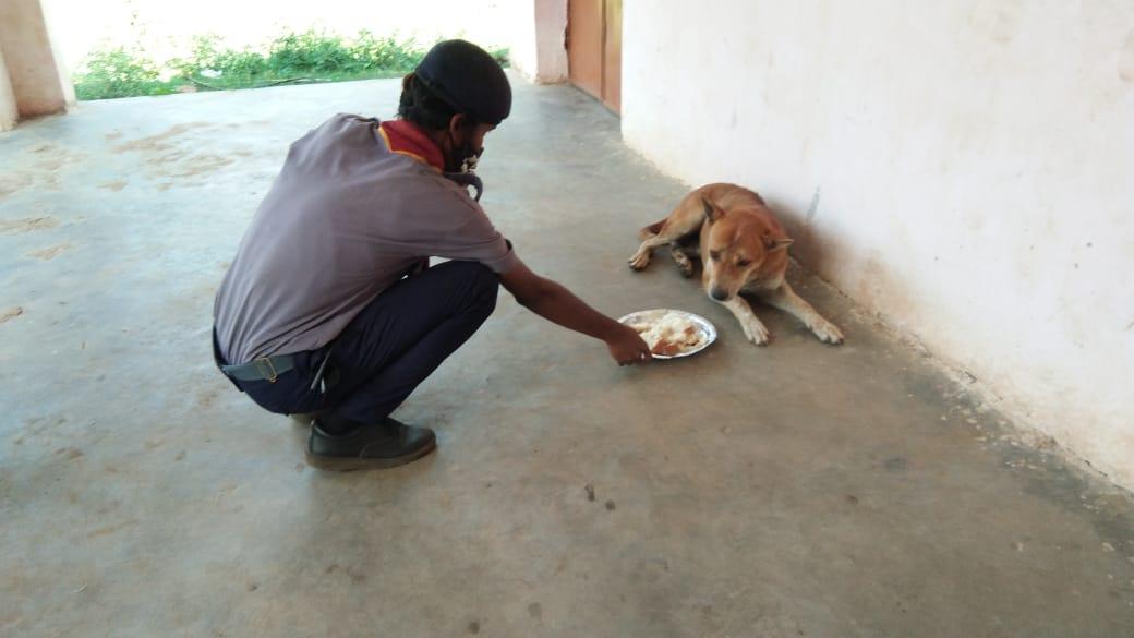 Food given to Animals
