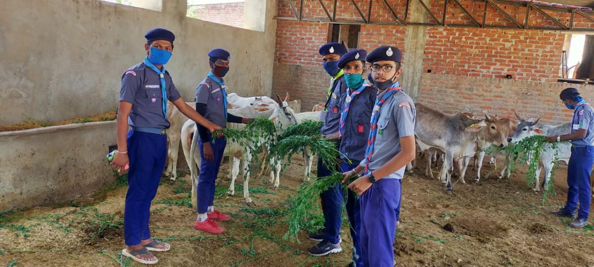 covid-19 में गौशाला में गायो को चारा, पानी, पेड-पौधों, की सेवा कार्य 
