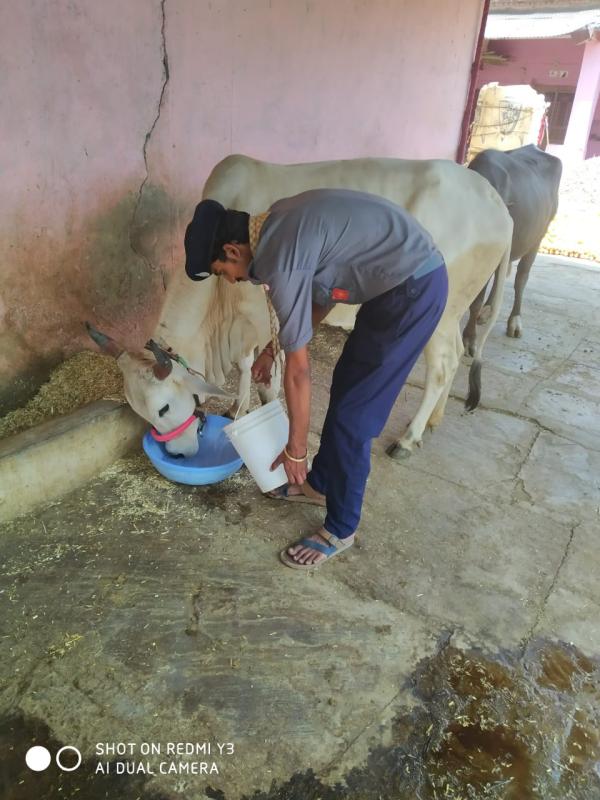 पशु सेवा