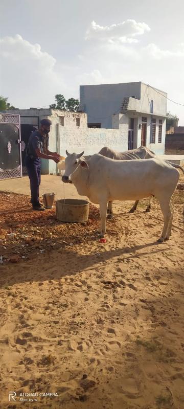  पशुओं को पानी पिलाते हुए