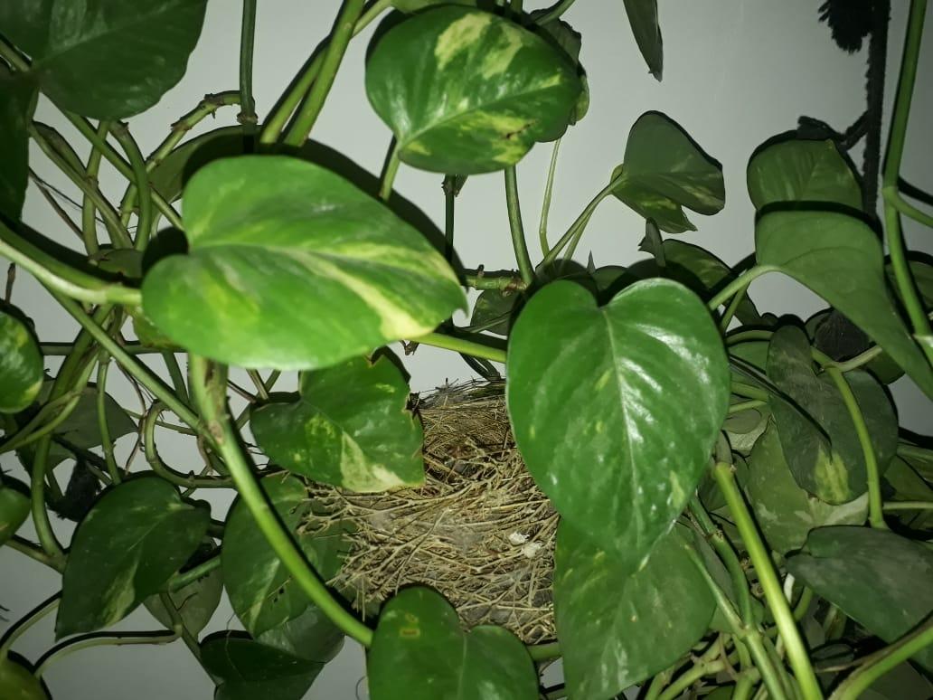 जैव विविधता BSG DHQ Jodhpur Rajasthan India 