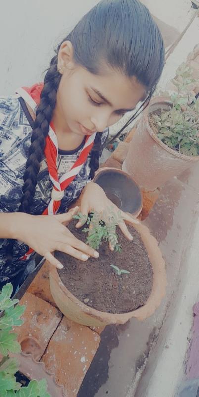 Lockdown gardening at home