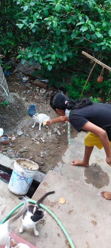 Feeding cats