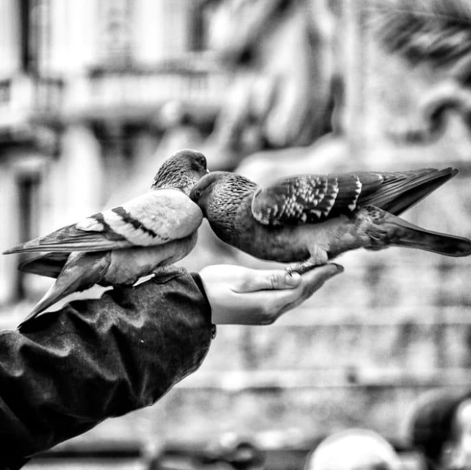 feeding to animals
