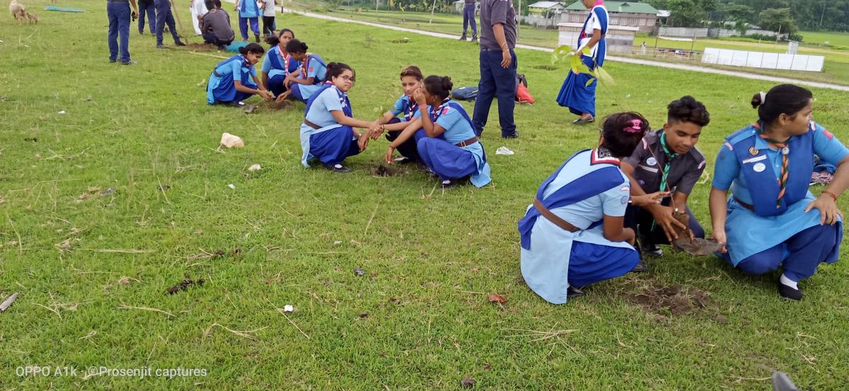 Tree plantation