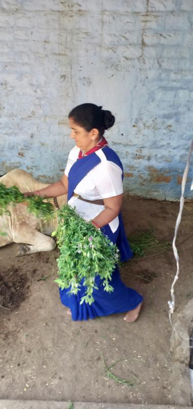 giving  food to cows and birds