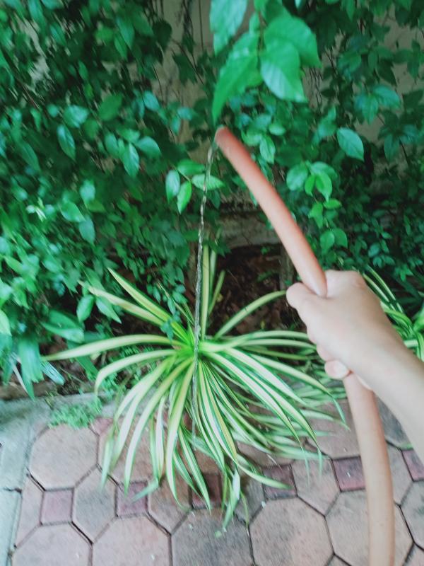 รดน้ำต้นไม้