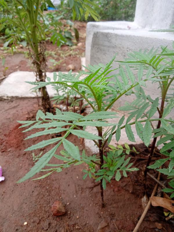 Plantation