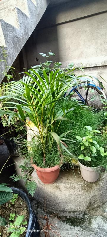 Lockdown garden