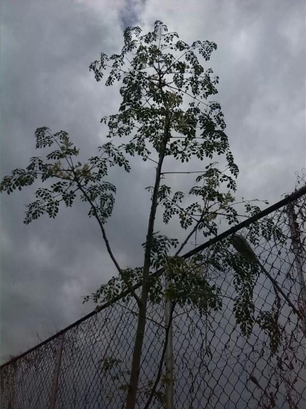 "LA MORINGA" reproducción y distribución.-