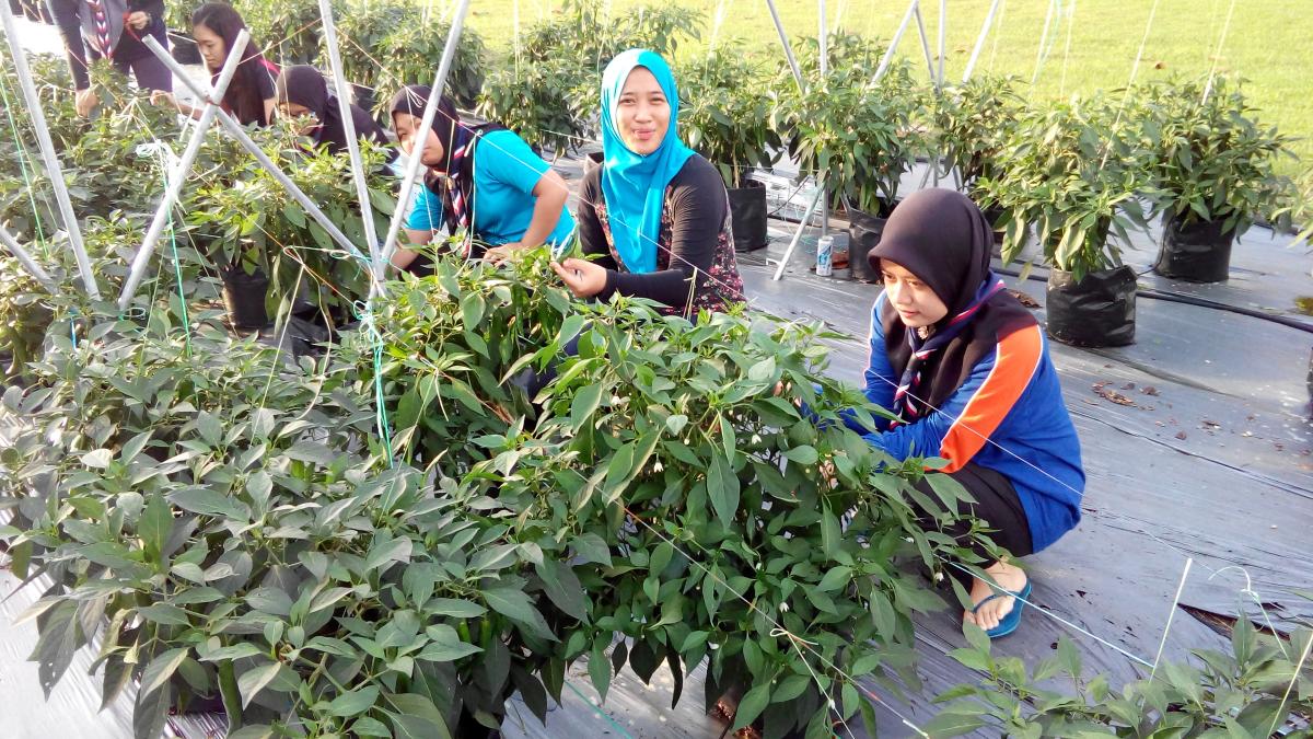PROGRAM AGROPRENEUR - TEKNIK FERTIGASI CILI