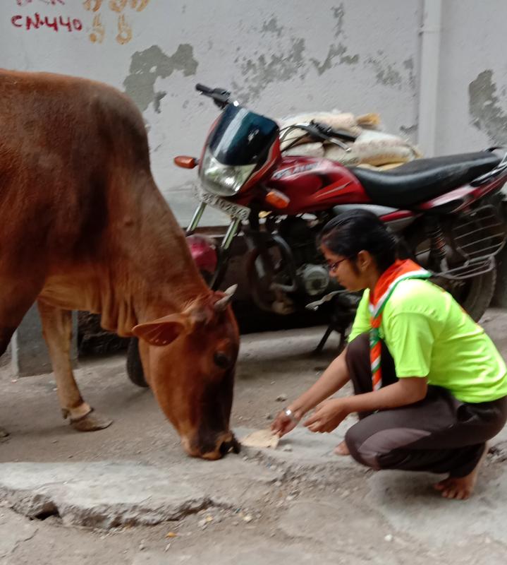 Feeding stray animals 
