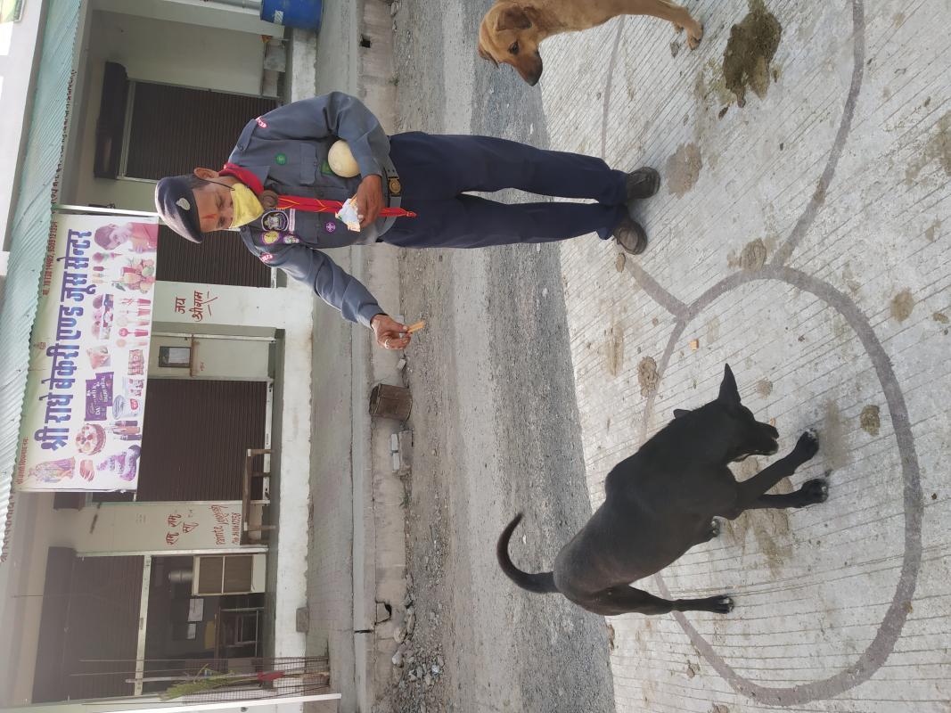 Help Animals Dogs and Cows during Covid19 Lockdown