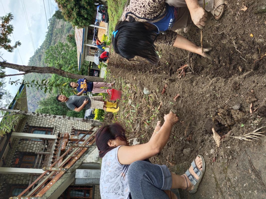 Green tea plantation